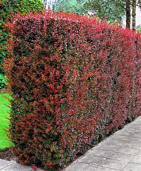 barberry hedge photos.